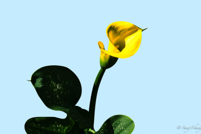 Yellow Calla Lily