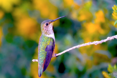 humming bird with morning sun