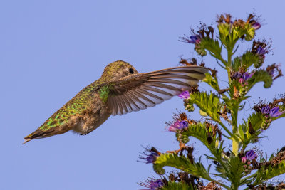 honey sucking humming bird