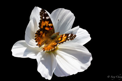 white cosmos with a butterfly