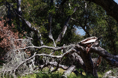 newly broken tree at Angel Island