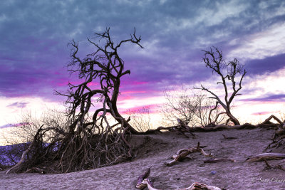 the dead trees at dawn