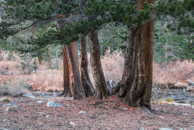 fall colors of Rock Creek trees