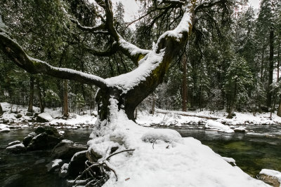 a snowed tree with a river