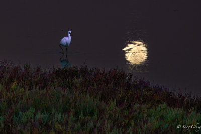 early bird with a shadow of full moon