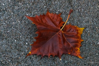 a mahogany colored, fallen leaf