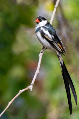 pin-tailed Whydah
