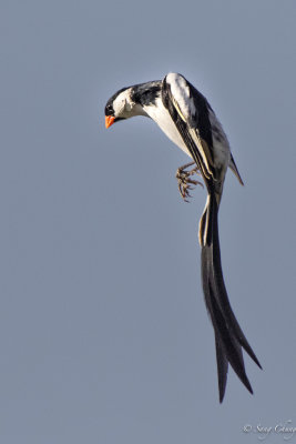 Pin-tailed Whydah in action