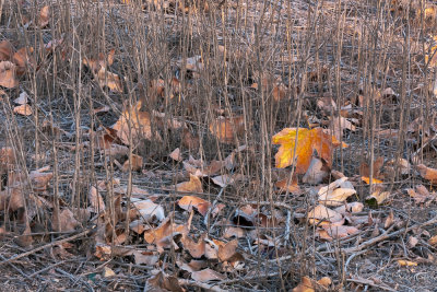 among the fallen leaves