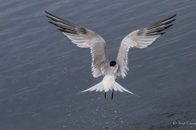 tern just coming from water