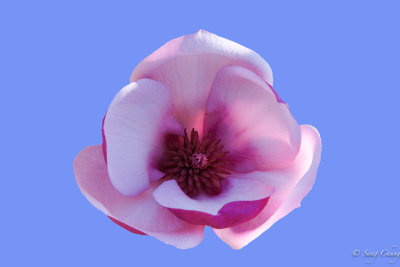 magnolia: herald of spring