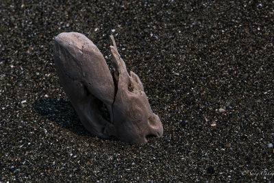 a driftwood