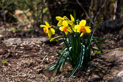 daffodils in blossom