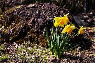 daffodils in blossom
