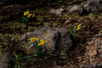 daffodils:herald of spring