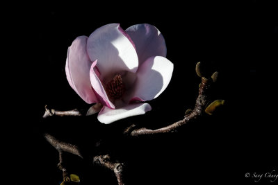 magnolia herald of spring