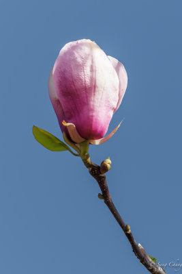 magnolia: herald of spring