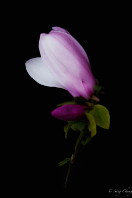 magnolia: herald of spring