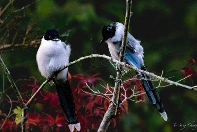 Korean azure-winged magpie