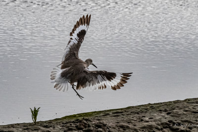 sandpiper in action with designers wings