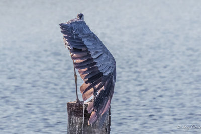 blue heron resting