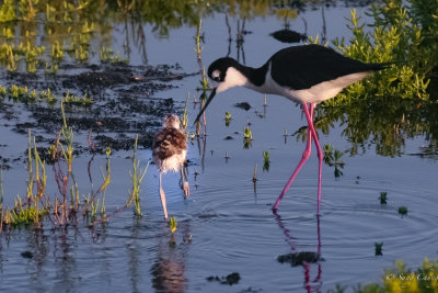 the chic and its black-necked stilt