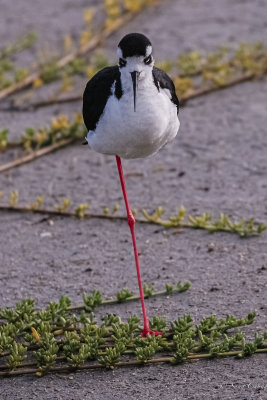 a black-necked stilt