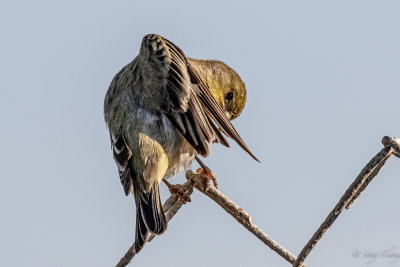 American goldfinch