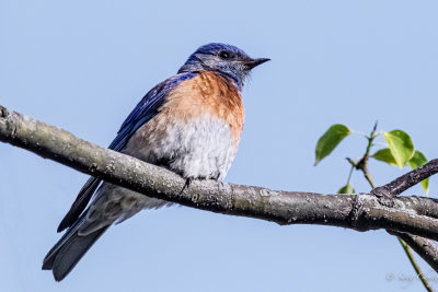 western bluebird