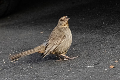 California towhee3