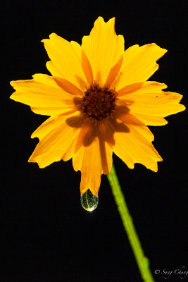 tickseed (calliopsis} with a morning dew
