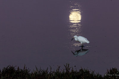 early bird & full moon at Bolsa Chica Wetlands
