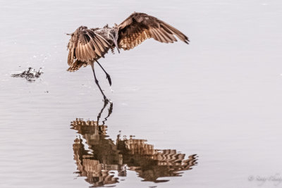marbled godwit