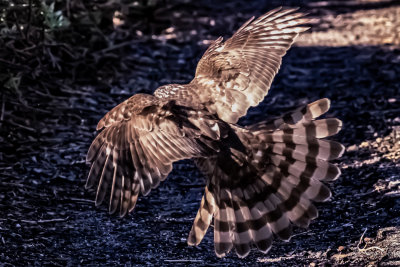 Brown Falcon(hawk)