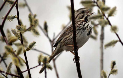 2019_05_06 Spring at Grandin Pond