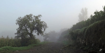 2020_01_29 Foggy Morning Walk