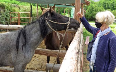 Horses for equine therapy