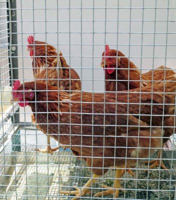 Hens for eggs. 