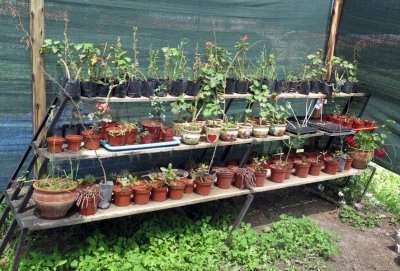 Bedding plants, using compost. 