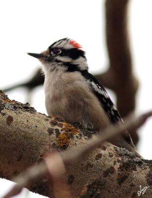 IMG_7580 Downy Woodpecker 