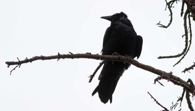 IMG_7582.jpg
