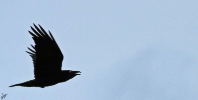 IMG_7583.jpg