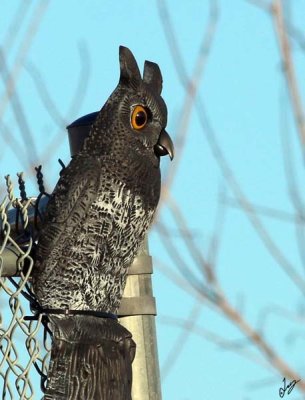 IMG_7665 Horned Owl on a Stick or Stick Owl on a Post? 