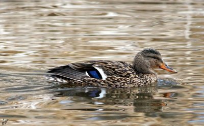 IMG_7716 Female Mallard