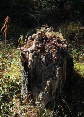 IMG_5279.jpg