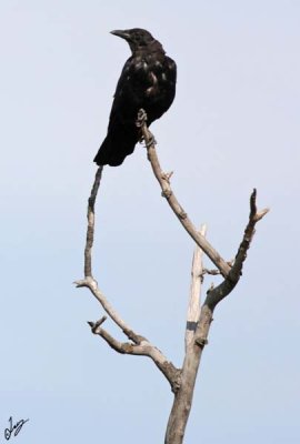 IMG_0188 young crow