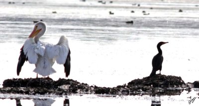 IMG_0236 Pelican compared to Cormorant