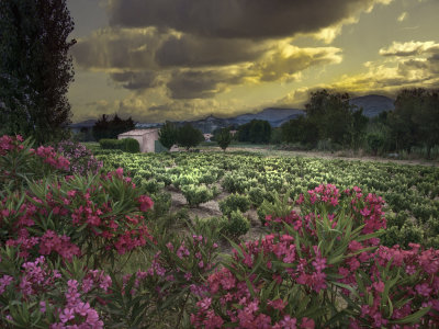 Flowers & sunset over Grimaud Castle