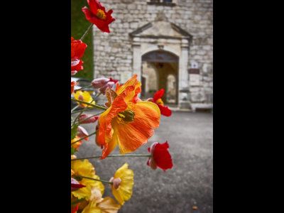 Poppies outside church 