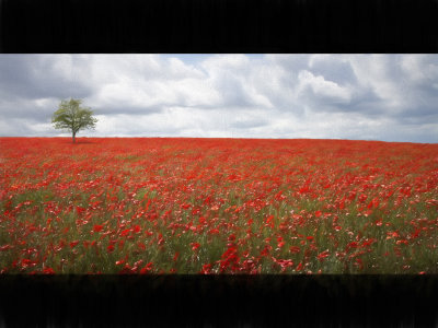 Poppy field and tree v2